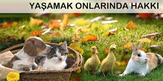 Veteriner Hekimlerden Dunya Hayvanlari Koruma Gunu Mesaji Izmir Veteriner Hekimler Odasi