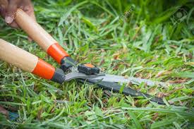 There are two different types of shears that you can use. Gardener Cutting Grass With Scissors Stock Photo Picture And Royalty Free Image Image 14033056