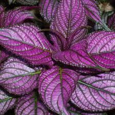 Image result for Strobilanthes
