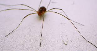 If you thought spider man was my spidersona, then jokes on you. Homeless In Vancouver Who S Your Daddy Longlegs Georgia Straight Vancouver S News Entertainment Weekly