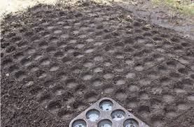 Sie Steckt Plastikgabeln In Die Erde Wenn Du Siehst Warum Machst Du Es Sofort Nach Plants Vegetable Garden Lawn And Garden