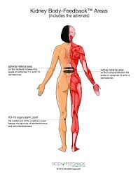 Kidney Meridian Back Chinese Medicine Traditional Chinese