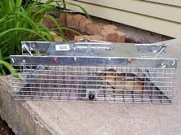 This is the big question on many people's minds. Chipmunk Control Methods Best Chipmunk Extermination Options
