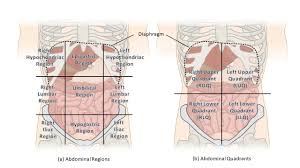 The median plane, also known as the midsagittal plane, divides the left and right quadrant. 1 6 Anatomical Terminology Medicine Libretexts