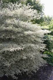 Image result for Xerophyta argentea