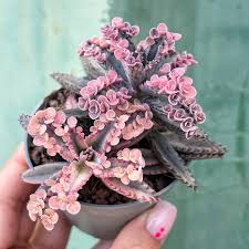 Image result for Kalanchoe velutina