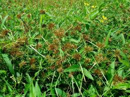 Image result for Pycreus chrysanthus