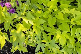 Although the plant works well as a ground cover, it is especially effective planted in containers where it spills freely over the sides. Sweet Potato Vine Plant Care Growing Guide