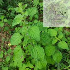 Image result for Mesosphaerum suaveolens