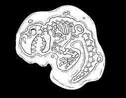 There are the t rex coloring pictures below, then get the pieces of information here. Dinosaur Fossil Coloring Page Coloringcrew Com