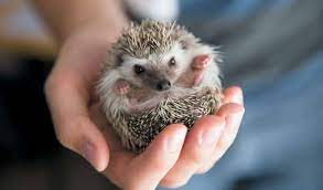 (pet industry joint advisory counsel) and holding counsel on the small animal care committee, keeps her informed of industry trends and the latest practices and procedures. Consider Stocking The Exotic Small Animals And Their Products Pet Age