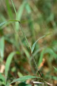 Image result for Digitaria nuda