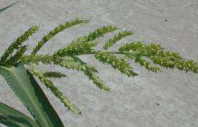 Image result for Echinochloa