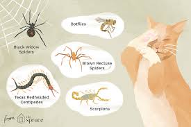 Black widow is an upcoming american superhero film based on the marvel comics character of the same name. Insects That Are Toxic To Cats And A Few That Aren T Cats Insects Pets