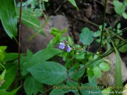 Image result for Teramnus labialis