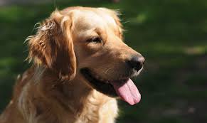 Golden retrievers will do okay in an apartment if sufficiently exercised. No Charges For Man Accused Of Killing Family S Golden Retriever With Knife Police Say Northwest National News Nbcrightnow Com