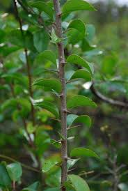 Image result for Flacourtia indica