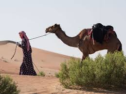 How should i package applications using camel and activemq? Dubai Camel Trekkers From 7 Countries To Arrive In Global Village News Photos Gulf News