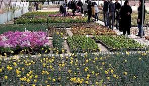 نباتات وأزهار تجلب لكم المزيد من الطاقة الإيجابية والسعادة قناة العالم الاخبارية