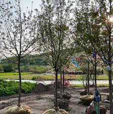 Image result for Pycreus permutatus