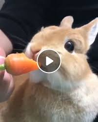 However, giving the opportunity wild rabbits would certainly eat a carrot. Rabbit Eating Carrot Gif Video Gifs Cute Animal Gif Cute Animal Videos Cute Rabbit