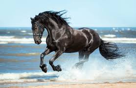 Check out our friesian sport horse selection for the very best in unique or custom, handmade pieces from our shops. The Fairy Tale Friesian