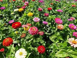 (p) pkt of 50 seeds. Zinnia Elegans Dahlia Flowered Mixed Seeds 1 95 From Chiltern Seeds Chiltern Seeds Secure Online Seed Catalogue And Shop