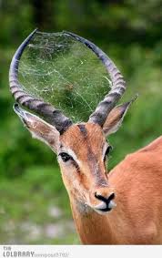 Fffuuuu Spider Lolbrary Com Animals Funny Animal Photos Nature Animals