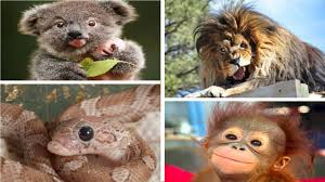 Animals With Down Syndrome Youtube