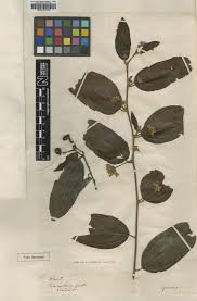 Image result for Grewia olukondae