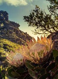 Pin By Alignbetween Art Design On Flowers That Delight Protea Flower Africa South Africa