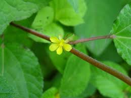 Image result for Corchorus aestuans