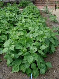 Therefore, pole beans need some sort of tall trellis or support structure to climb. Pin On Gardening