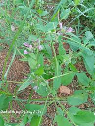 Image result for Cleome monophylla
