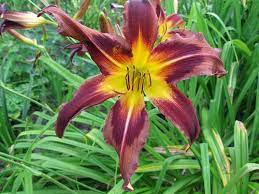 Daylily Eggplant Escapade Day Lilies Daylily Nursery Beautiful Flowers