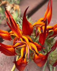 Image result for Lotus berthelotii