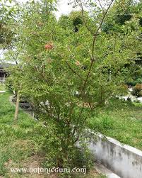 Image result for Lawsonia