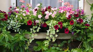 Check spelling or type a new query. Container Garden For A Sunny Spot List Of The Best Flowering Plants For Full Sun Locations Container Flowers Full Sun Container Plants Window Box Plants