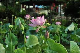 Jika diibaratkan seperti manusia, bunga telang adalah wanita yang cantik luar dalam. Lima Tips Menamam Tanaman Bunga Lotus Pidjar Com