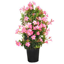 Blooms attract butterflies and hummingbirds. United Nursery 28 In To 34 In Tall Mandevilla Trellis Pretty Pink Live Outdoor Vining Plant In 9 25 In Grower 29395 The Home Depot