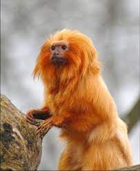 Golden Lion Tamarin Leontopithecus Rosalia Or Golden Marmoset Is Native To The Coastal Atlantic Forest Golden Lion Tamarin Wild Animals Photos Animals Wild