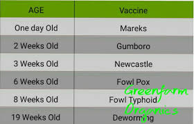 Greenfarm Organics Kienyeji Chicks Vaccination Schedule