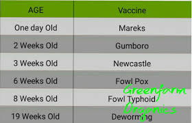 greenfarm organics kienyeji chicks vaccination schedule