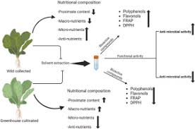Image result for Sarcocornia decumbens