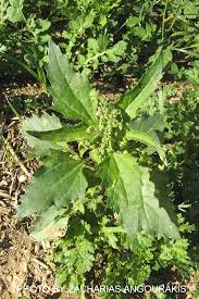 Image result for Chenopodiastrum