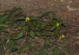 Image result for Corchorus schimperi