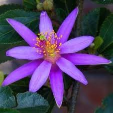 Image result for Grewia olukondae