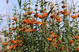Image result for Leonotis nepetifolia