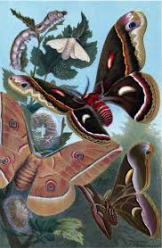 See more ideas about vintage printables, free printables, free vintage printables. Remodelaholic 25 Free Butterflies And Moths Vintage Printable Images