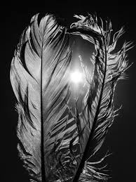 Artistic Black And White Art Photography Feathers In The Sun 8x12 Fine Art Photography Wall Art Home Decor Black And White Feather N White Photography Black And White Birds Black And White Photography